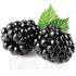 Ароматизатор TPA Blackberry (Ожина) 5мл. Ароматизатор TPA Blackberry (Ожина) 5мл.