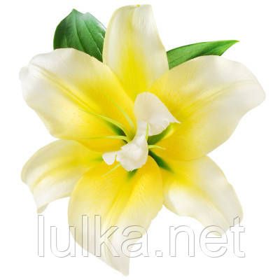 Ароматизатор TPA Vanillin 10% (ванілін 10%) 10мол. Ароматизатор TPA Vanillin 10% (ванілін 10%) 10мол.